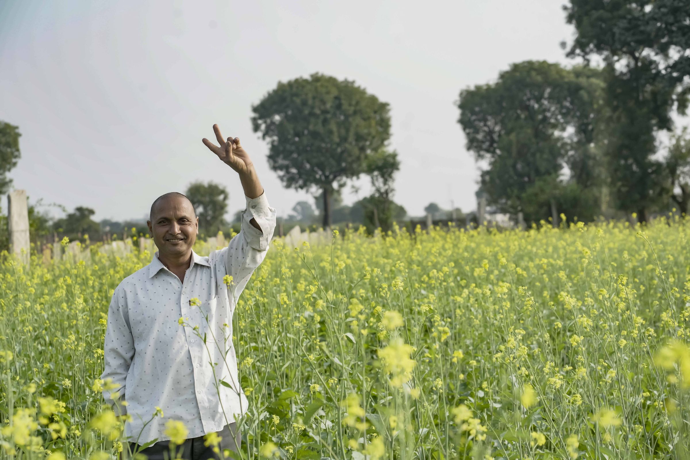 A flowering mustard field in Rajasthan, a real-world setting for crop and plant science